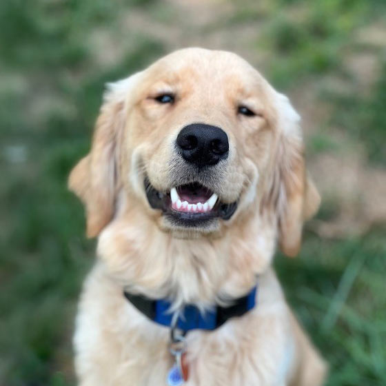 puppy-560px-sq-1 golden retriever puppy outside wearing blue collar
