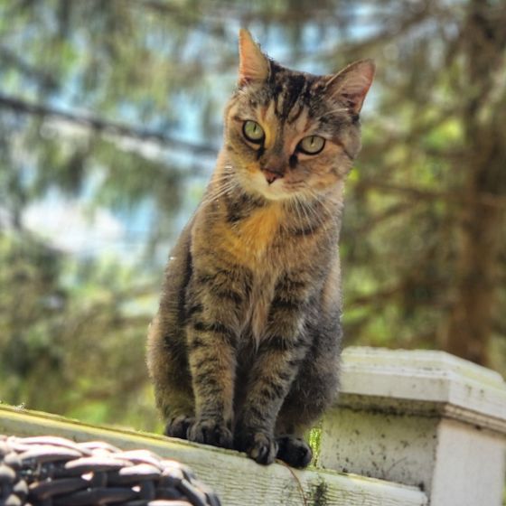 A cat sitting on top of a home A cat sitting on top of a home