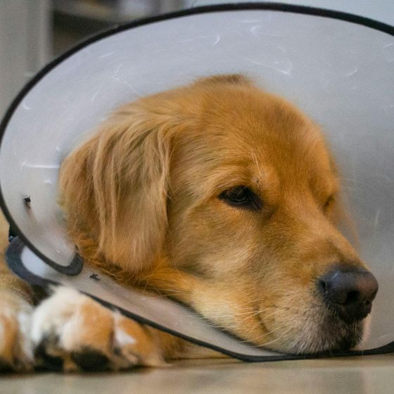 A golden retriever wearing a clear Elizabethan collar A golden retriever wearing a clear Elizabethan collar