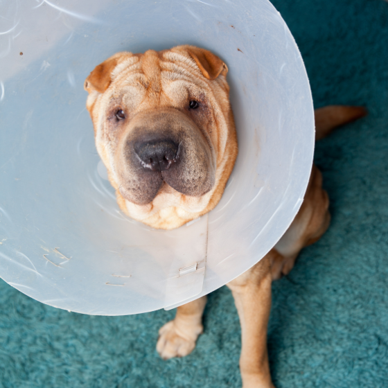 referral surgery (1) Two people are looking at a dog on a tablet
